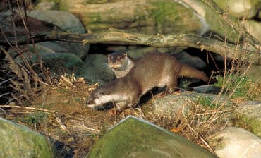 Forelsket odderpar kan forsinke havneudvidelse